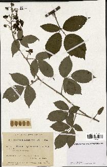 spécimen de Rubus thyrsiflorus