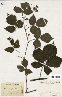 spécimen de Rubus carneistylus