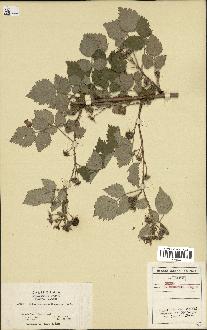 spécimen de Rubus leucodermis