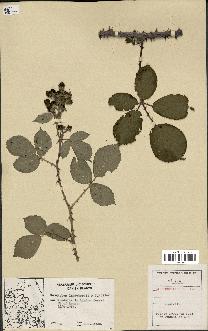 spécimen de Rubus lindebergii