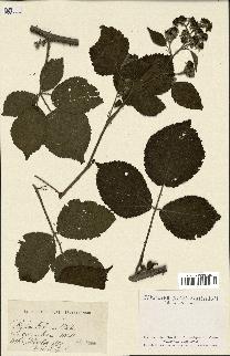 spécimen de Rubus foliosus