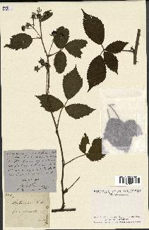 spécimen de Rubus foliosus