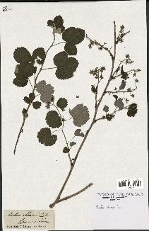 spécimen de Rubus idaeus