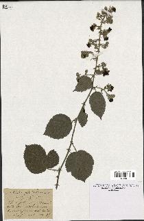 spécimen de Rubus glandulosus