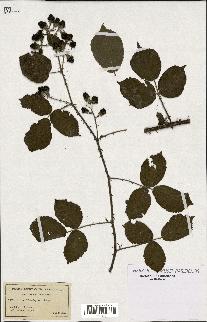 spécimen de Rubus henriquesii