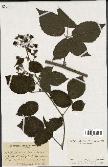 spécimen de Rubus pallidus