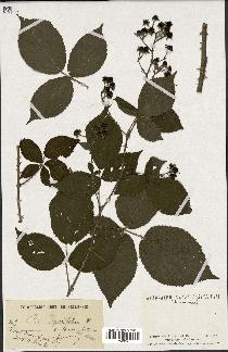 spécimen de Rubus carpinifolius