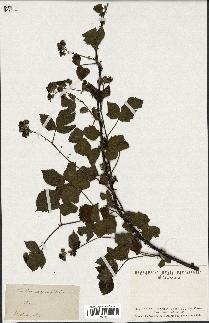 spécimen de Rubus carpinifolius