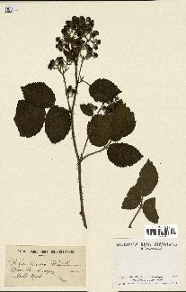 spécimen de Rubus fuscus