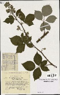 spécimen de Rubus godronii