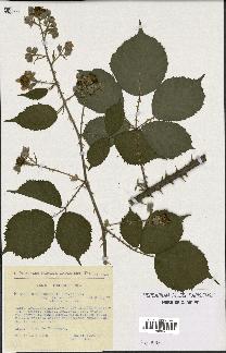 spécimen de Rubus winteri