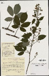 spécimen de Rubus godronii