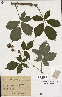 spécimen de Rubus godronii