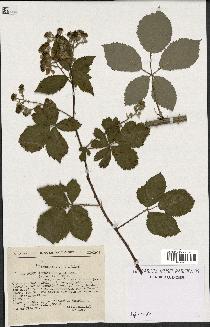 spécimen de Rubus godronii