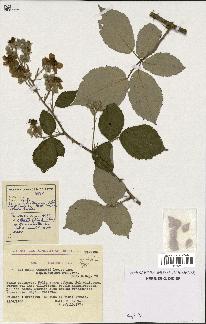 spécimen de Rubus godronii