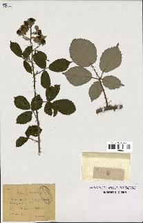 spécimen de Rubus godronii