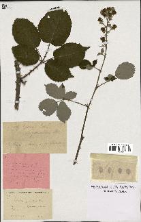 spécimen de Rubus godronii