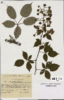 spécimen de Rubus godronii