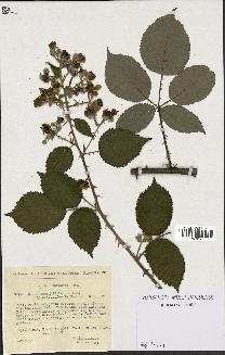 spécimen de Rubus godronii