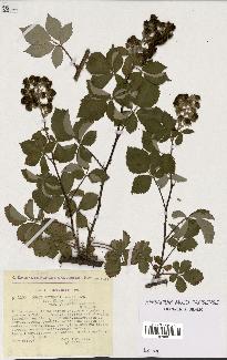 spécimen de Rubus godronii