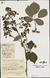 spécimen de Rubus godronii