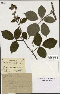 spécimen de Rubus lasiothyrsus