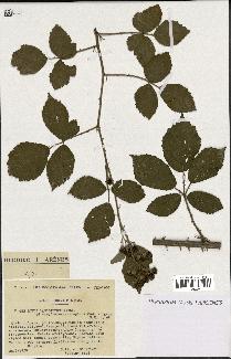 spécimen de Rubus lasiothyrsus