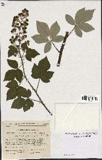 spécimen de Rubus ulmifolius x tomentosus