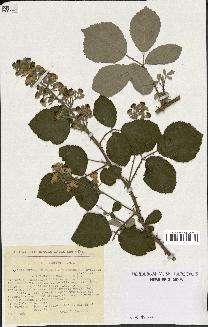 spécimen de Rubus ulmifolius x tomentosus