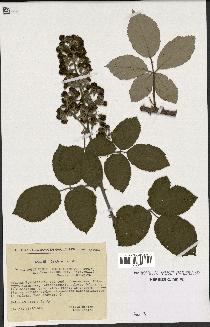 spécimen de Rubus ulmifolius x tomentosus