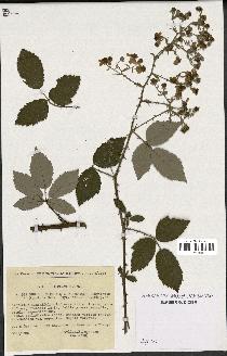 spécimen de Rubus ulmifolius x tomentosus