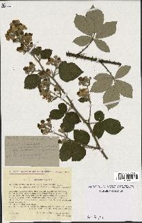 spécimen de Rubus ulmifolius x tomentosus