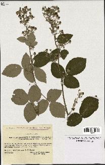 spécimen de Rubus ulmifolius x tomentosus