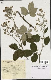 spécimen de Rubus ulmifolius x tomentosus