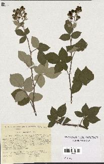 spécimen de Rubus ulmifolius x tomentosus