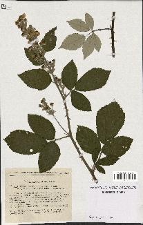 spécimen de Rubus ulmifolius x tomentosus