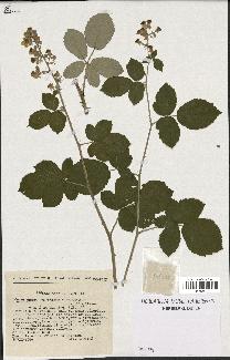 spécimen de Rubus ulmifolius x tomentosus