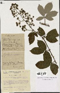 spécimen de Rubus ulmifolius x tomentosus