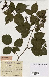 spécimen de Rubus argenteus