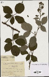 spécimen de Rubus argenteus