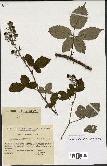 spécimen de Rubus argenteus