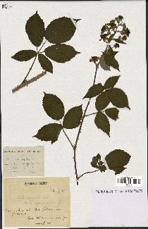 spécimen de Rubus argenteus