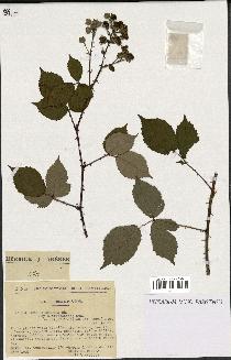 spécimen de Rubus argenteus