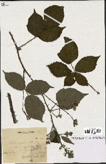 spécimen de Rubus argenteus