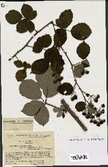 spécimen de Rubus argenteus