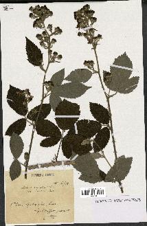 spécimen de Rubus argenteus