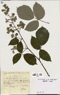 spécimen de Rubus ulmifolius