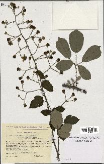 spécimen de Rubus ulmifolius