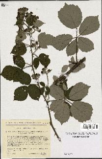 spécimen de Rubus ulmifolius