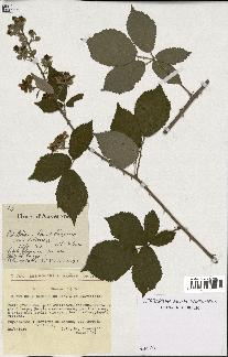 spécimen de Rubus ulmifolius